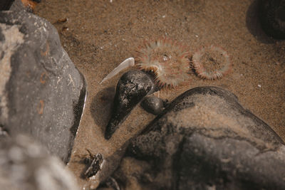 Close-up of crab on sand