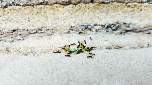 Ants feeding on insect