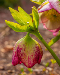 Close-up of red flowering plant