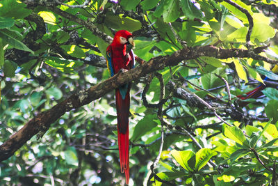 Low angle view of bird perching on tree