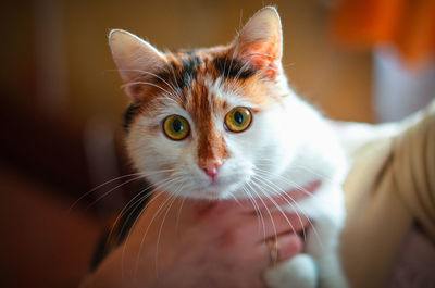 Close-up portrait of a cat