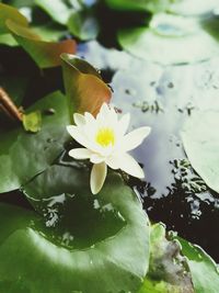 Close-up of lotus water lily in pond