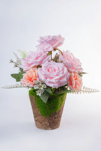 Close-up of pink rose against white background