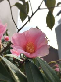 Close-up of pink flower blooming outdoors