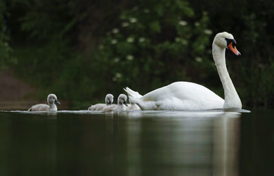 Swans swimming in lake