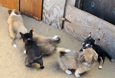 High angle view of dogs on floor