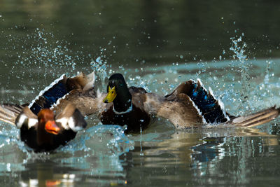 Ducks swimming in pool