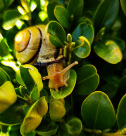 Close-up of snail on plant