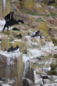 Bird flying over rocks