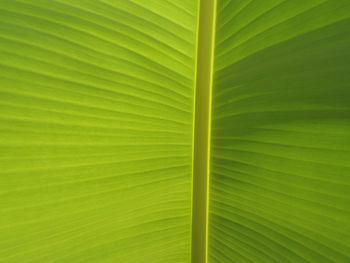 Full frame shot of green leaves