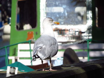 Bird perching on wood