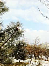 Bare trees against sky