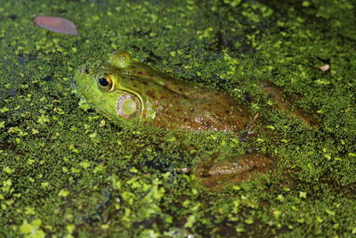 Close-up of lizard in water