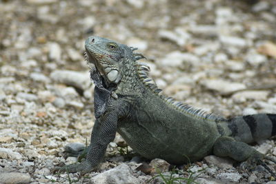 Close-up of lizard on rock