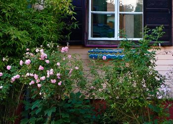 Flowering plants by window of building