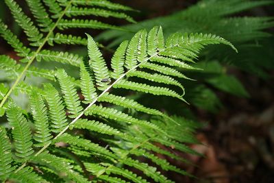 Close-up of fern leaves