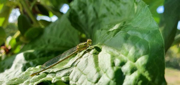 Close-up of insect on leaf