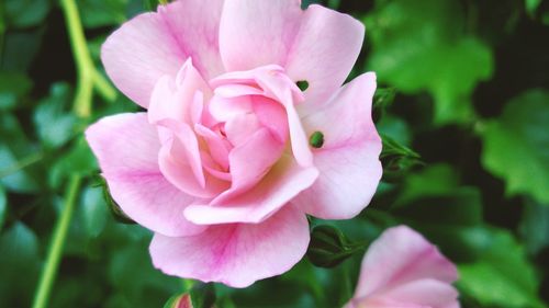 Close-up of pink flower blooming outdoors