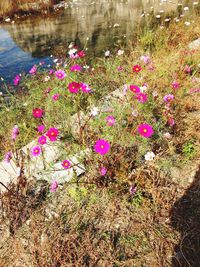 Close-up of pink flowers