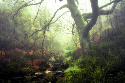 Trees in forest