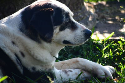 Close-up of a dog looking away