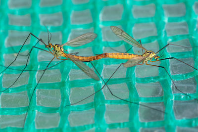 Close-up of crane flies mating 