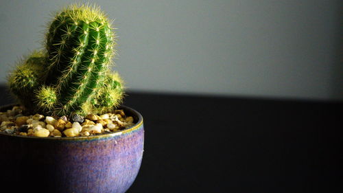 Close-up of succulent plant on table