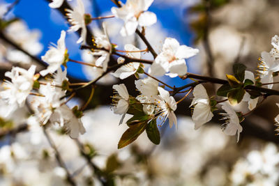 Close-up of white cherry blossom tree