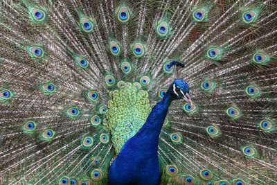 Full frame shot of peacock