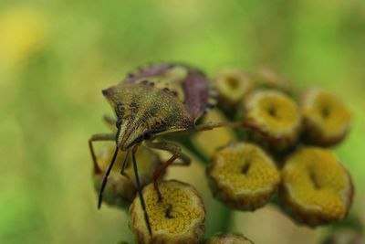 Close-up of insect on plant