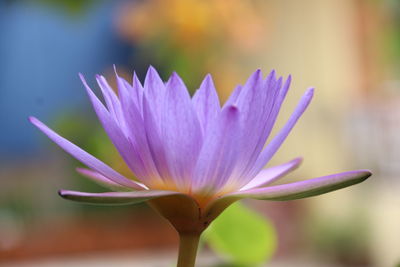 Close-up of purple water lily