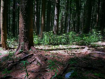 Trees in forest