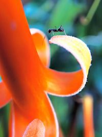 Close-up of insect on flower