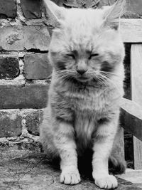 Close-up portrait of cat