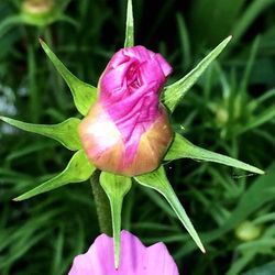 Close-up of pink flowers