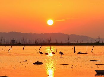 Silhouette birds in lake against orange sky