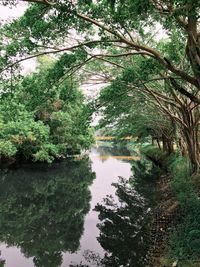 Reflection of trees in water