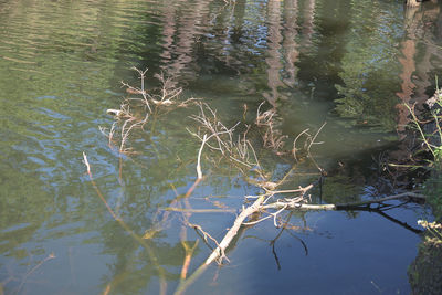 Reflection of tree in lake