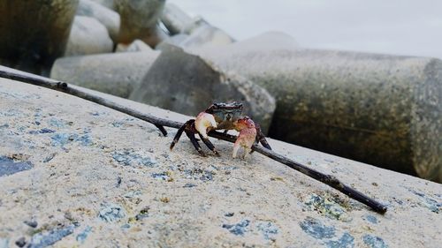 Close-up of crab with stick on rock