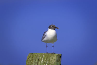 Black headed seagull standing on a wooden post