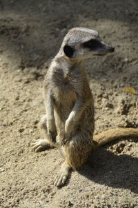 View of meerkat on field