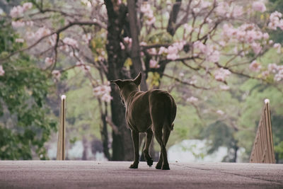 Horse standing in park