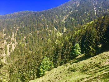 Pine trees in forest