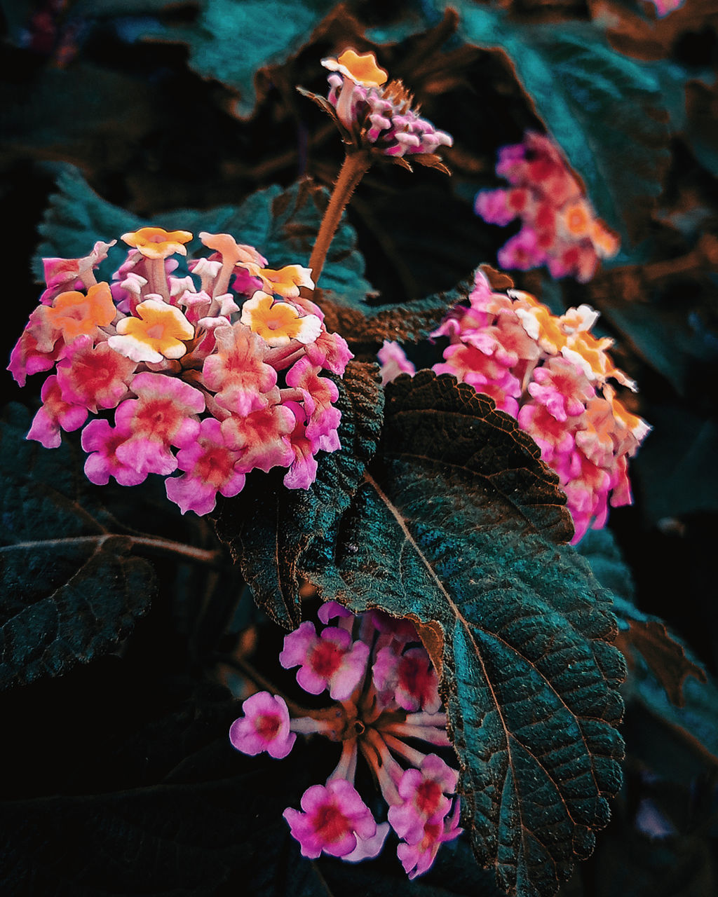 CLOSE-UP OF PINK ROSES ON PLANT