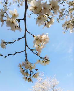 Low angle view of cherry blossoms against sky