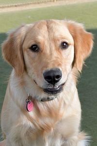 Close-up portrait of golden retriever