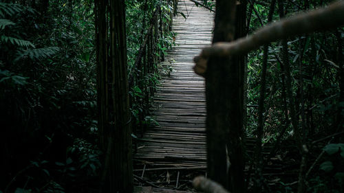 Trees growing in forest