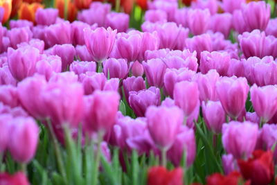 Close-up of pink flowering plants