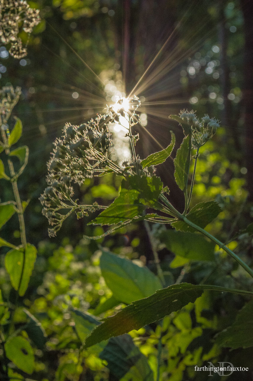 CLOSE-UP OF PLANTS AGAINST THE SKY