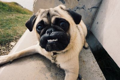 Portrait of pug dog